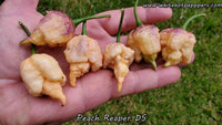 Peach Reaper DS - Pepper Seeds - White Hot Peppers